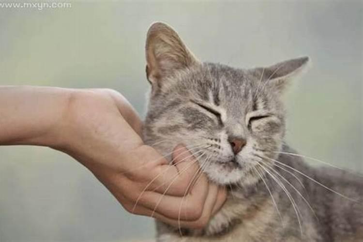 梦见猫产子后死了的预兆