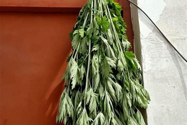 端午节为什么要挂艾草的由来