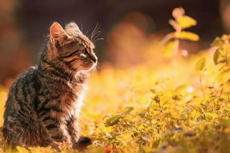 男人梦见猫的七大预兆