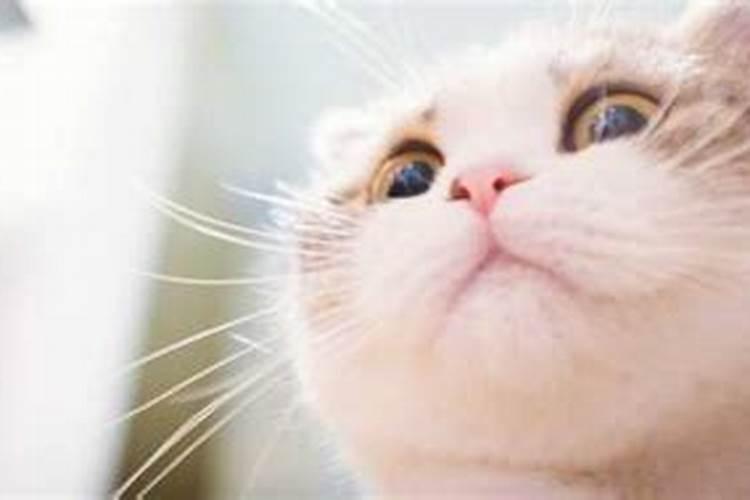猫进家是什么兆头？