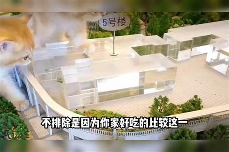 猫猫进家门预示着什么 猫猫进家门有什么意义