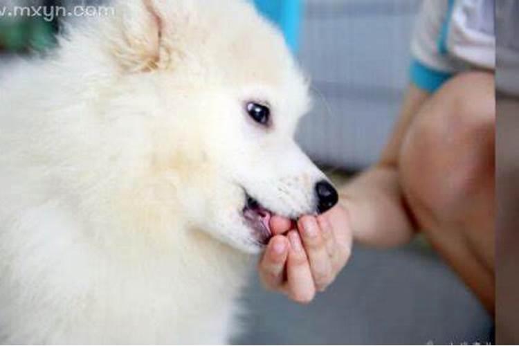 梦见狗咬自己双手的预兆
