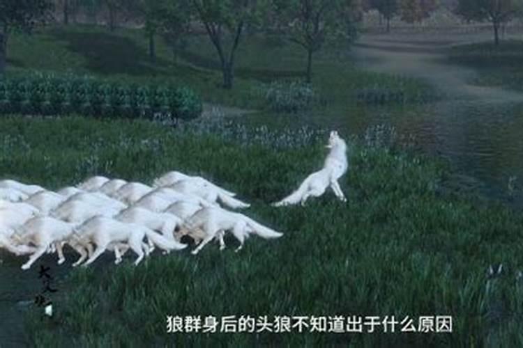 梦见狼群是什么意思？