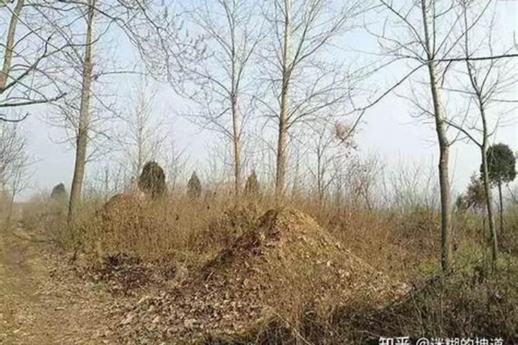 清明节坟旁边的树可以砍吗