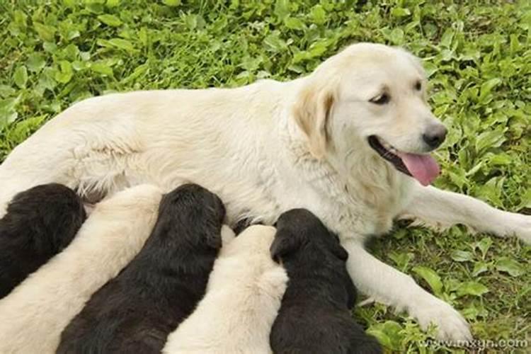 孕妇梦见狗死了