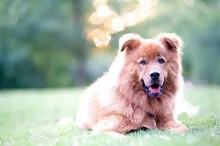 孕妇梦见狗死了
