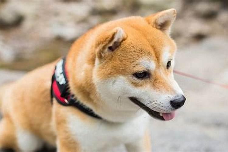 属狗出生最好六个吉日