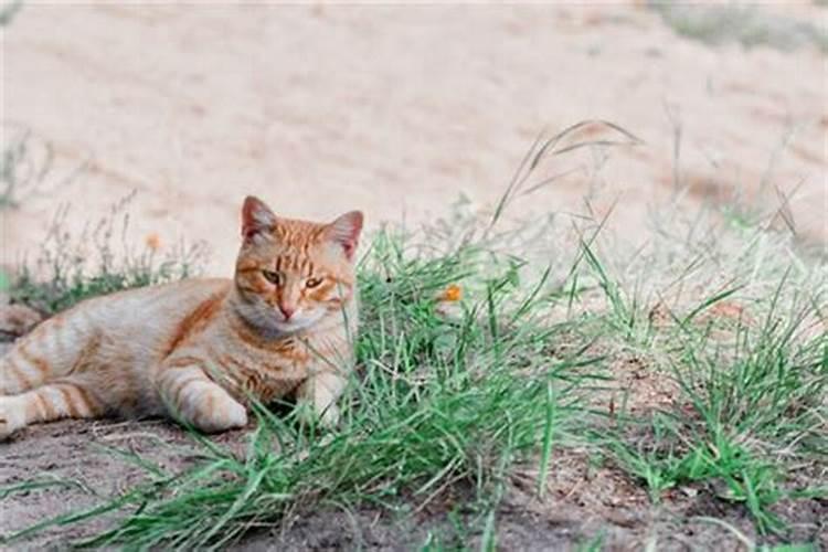 我怀孕了 梦见猫是什么意思  百度宝宝知道