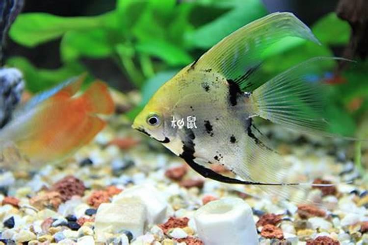 胎梦梦见鱼什么意思