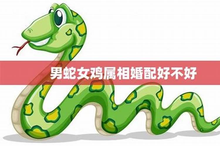 男属蛇女属鸡合不合