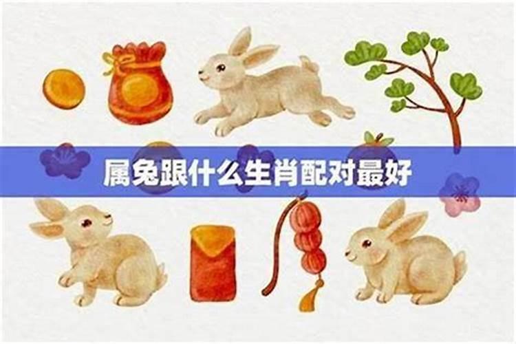 属兔的和属狗的合不合？