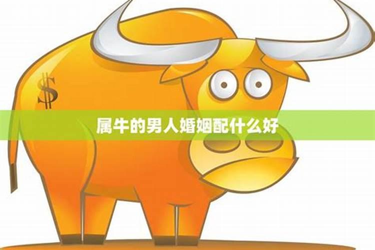 属牛男73年一生劫难1973属牛男的终身婚姻