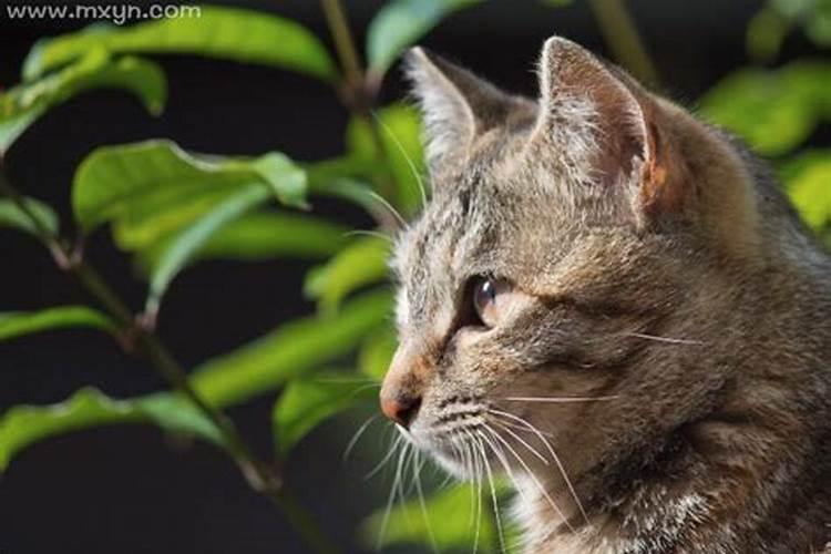 梦到被猫咬不松口是什么寓意
