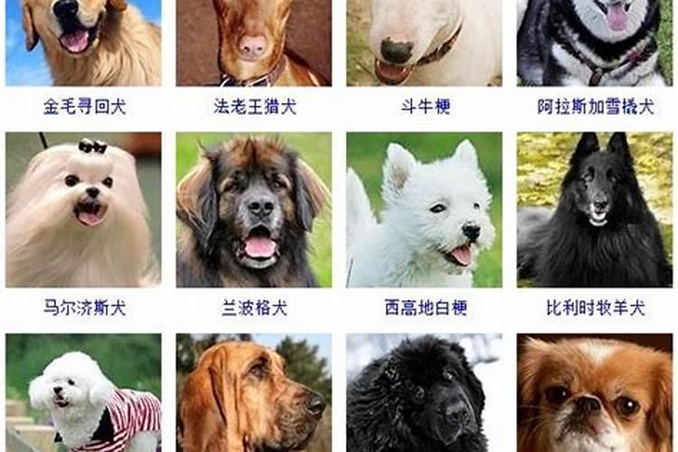 好听的动物名字宠物名字有寓意