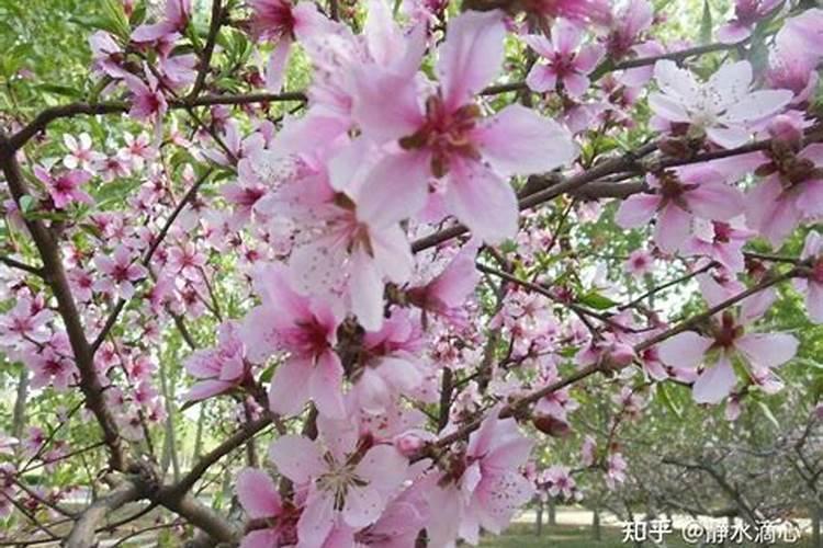 家居中的桃花位怎么找？