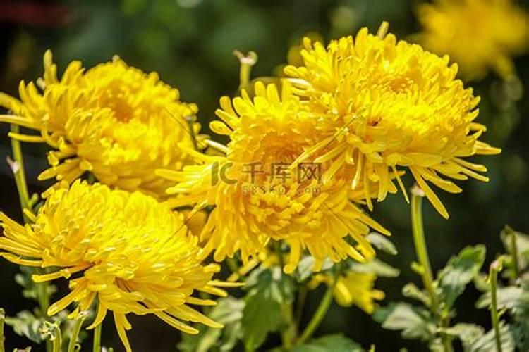 赏菊花是什么节日的风俗