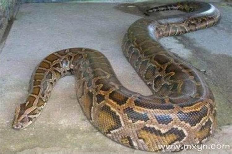 梦见死蛇是什么意思 周公解梦