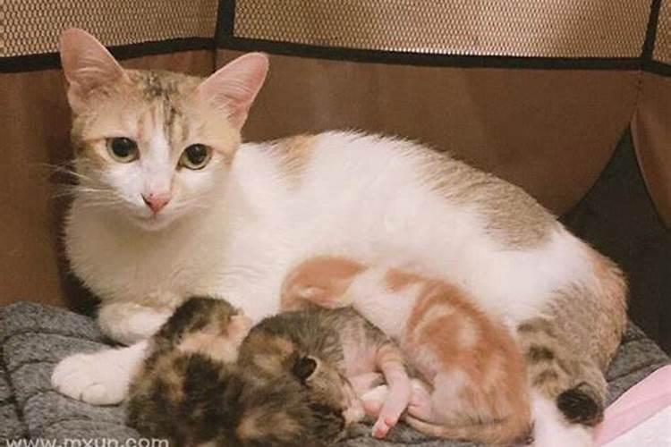 梦见猫咪生小猫死了