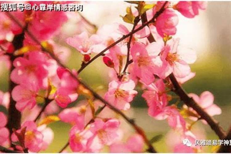 红鸾入命是什么意思 怎么理解红鸾入命的意思