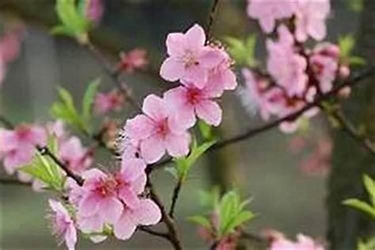 86年属虎人一生命运86年属虎人一生命运如何