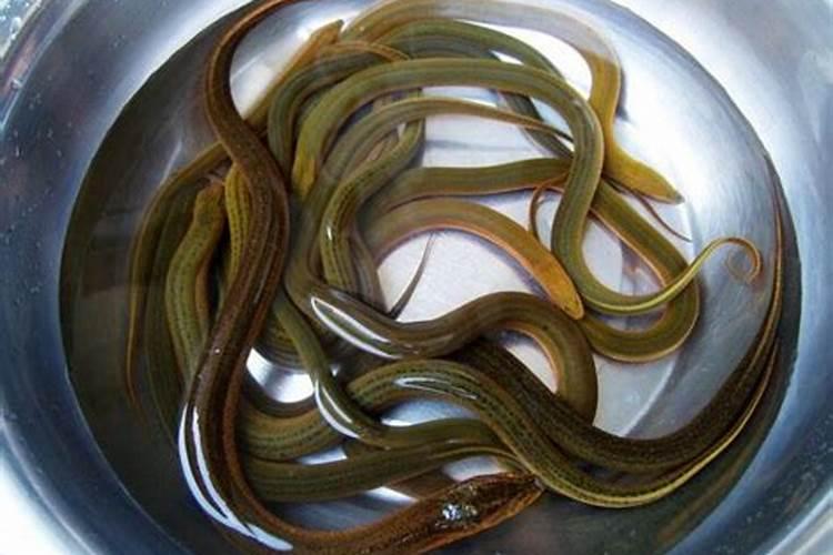 梦见捉又粗又大的黄鳝梦到捉又粗又大的黄鳝是什么意思