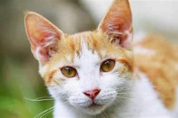 女人梦见猫生小猫是吉兆