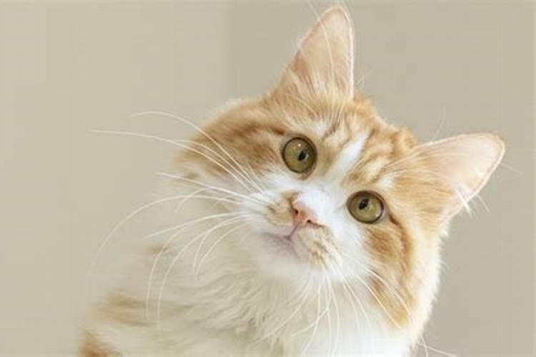 梦见猫生小猫代表什么预兆 梦见猫生小猫意思是什么