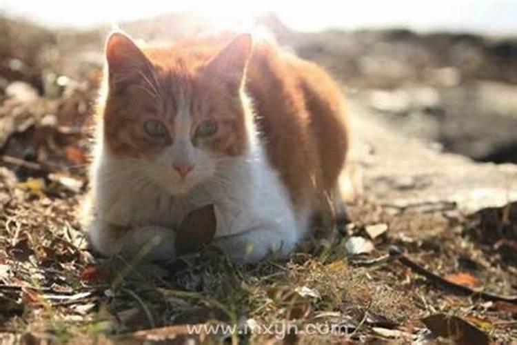 梦见猫咪生小猫死了