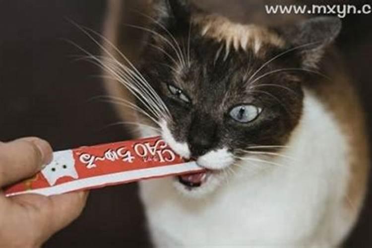 梦见自己杀死猫还流血的预兆