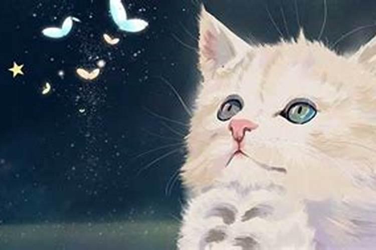 梦见打死一只猫流血的预兆