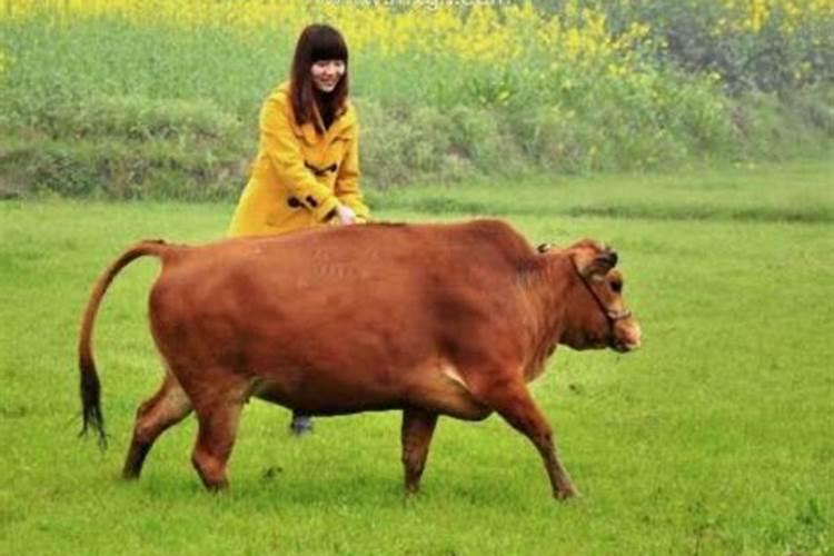 梦见牛肉有什么征兆