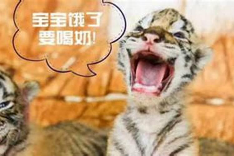 梦见很大的一只老虎但很温顺的预兆