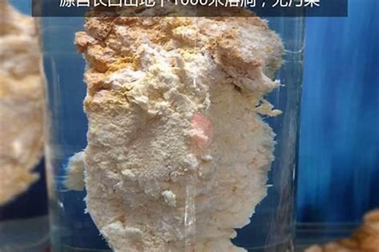 太岁泡的水到底能不能喝,请专业人士指导？太岁泡水能喝吗什么人不...