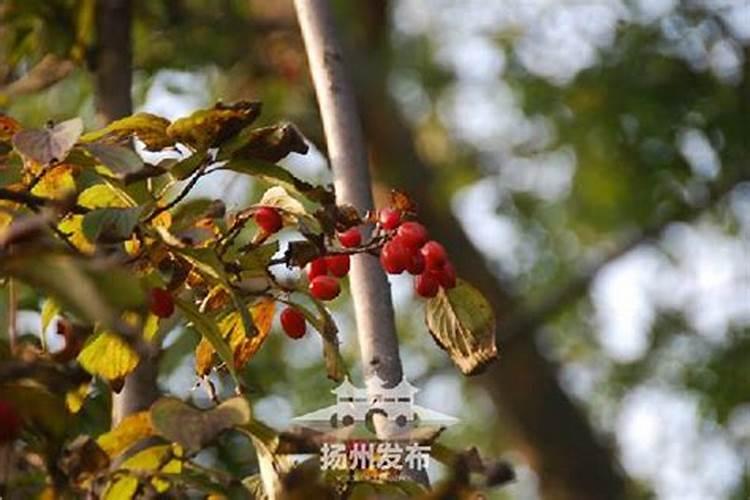 插茱萸是什么意思(重阳节为什么插茱萸)