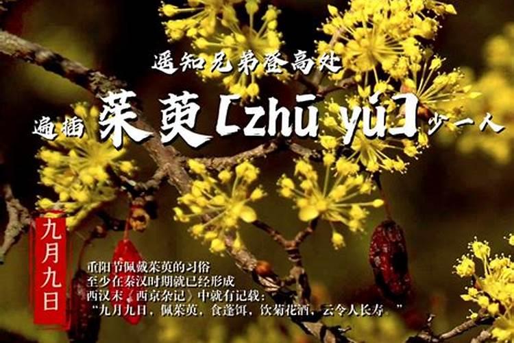 插茱萸是什么节日的风俗