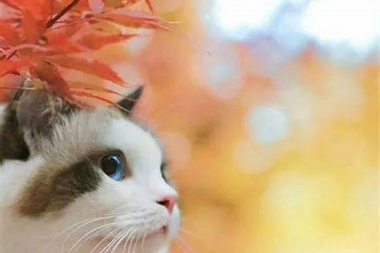 属鼠的人不能养猫是不是迷信 有哪些说法