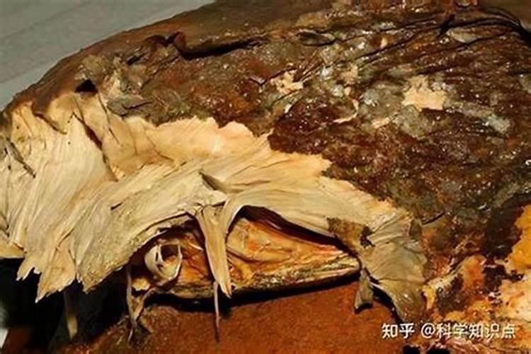 太岁是什么意思太岁的有什么用途