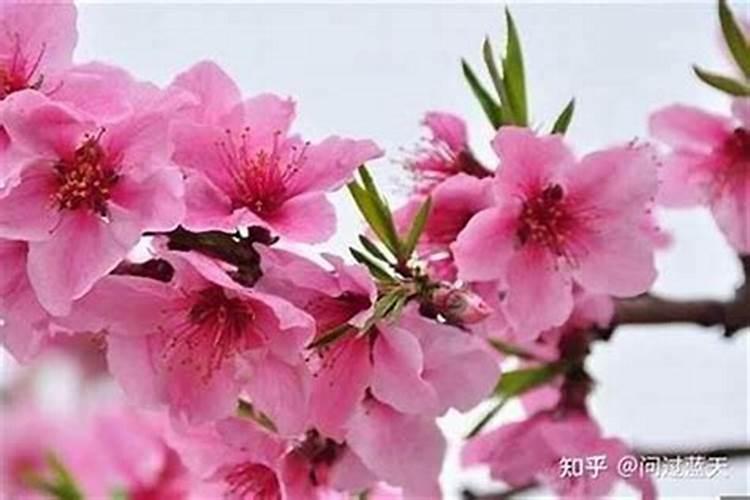 如何化解烂桃花