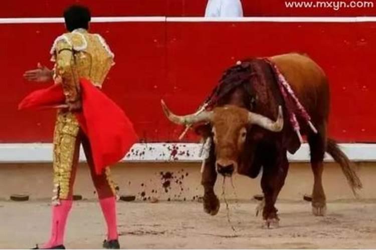 梦见牛打架什么预兆