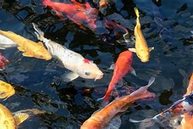 梦见水里有金红色的鱼