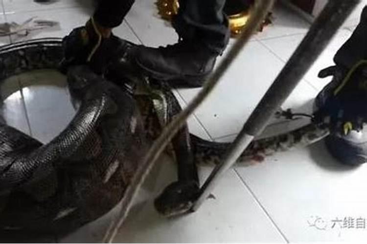 梦见黄色大蟒蛇爬进自己家里,又把它赶走了,是什么意思？