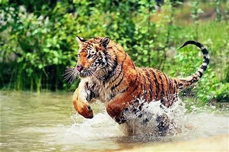生肖猪2025年运势 属猪2025年运势及运程