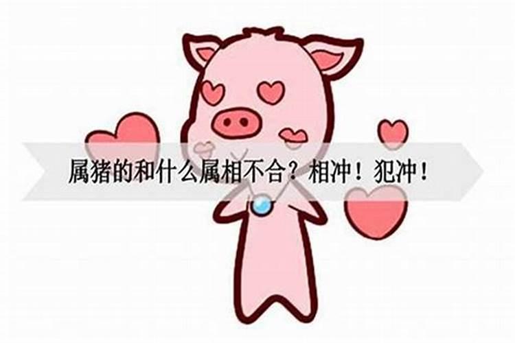 猪2025年犯太岁吗