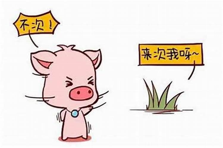 属猪和属鼠的合婚,属鼠的和属猪的结婚好不好