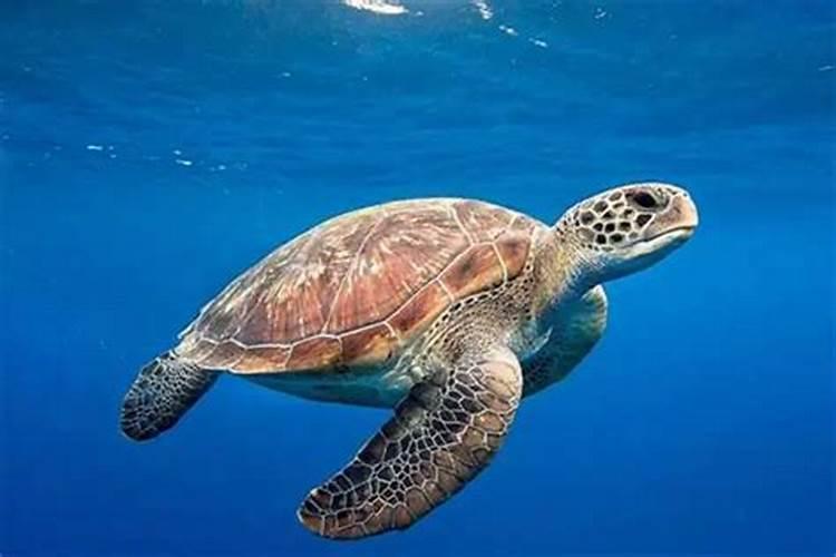 梦见大海龟在水里游过来