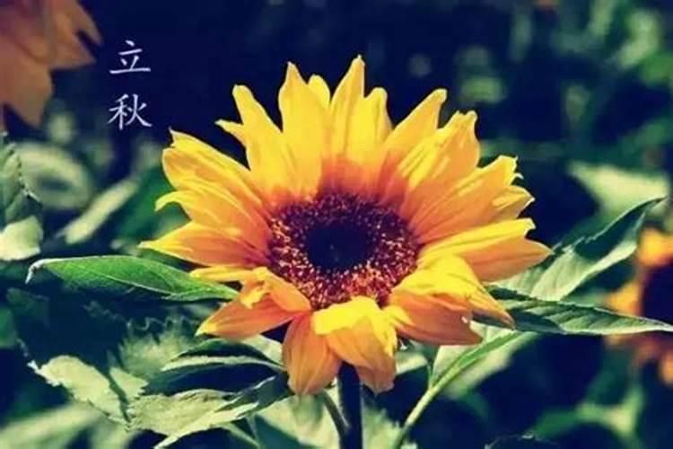 立秋是什么时候