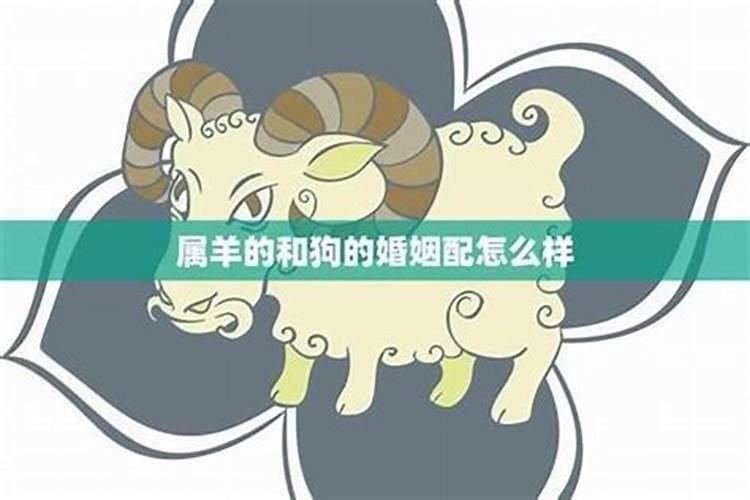 羊和狗结婚对谁不利 羊狗婚姻合不合相克吗？