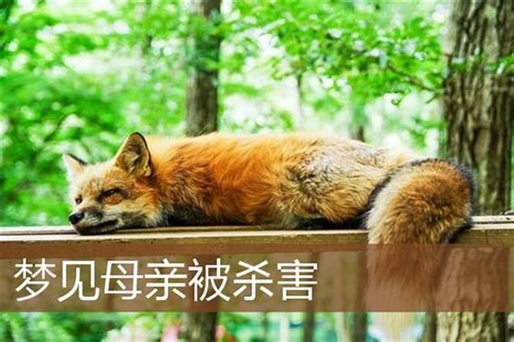 梦见杀老婆出血是什么意思