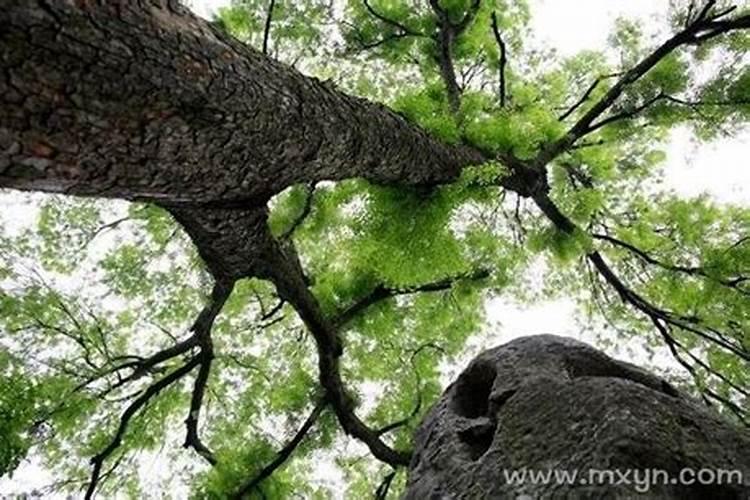 牛顶牛能把牛顶死吗