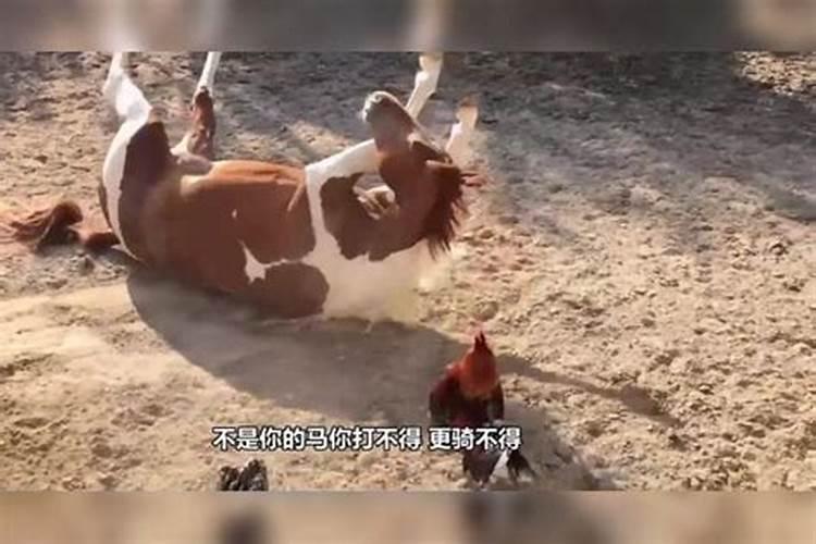 梦见马惊了乱跑有什么寓意